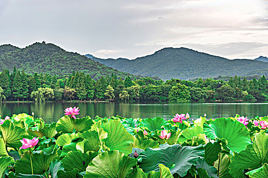 杭州西湖风光夏日荷花