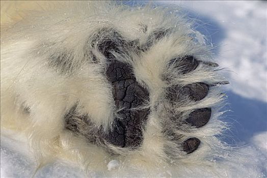 北极熊,爪子,展示,黑色,垫,粗厚,毛皮,加拿大