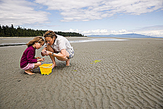 孩子,母亲,老,女儿,收集,壳,海滩,退潮,不列颠哥伦比亚省,加拿大