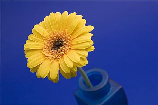 花瓶,黄色,大丁草