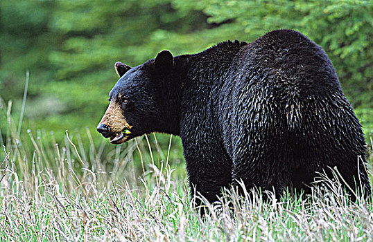 黑熊,吃,蒲公英,库特尼国家公园,不列颠哥伦比亚省,加拿大