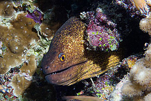 海鳗,环礁,马尔代夫,印度洋