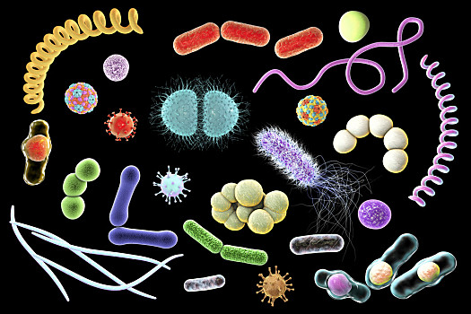 各种细菌图片大全图片