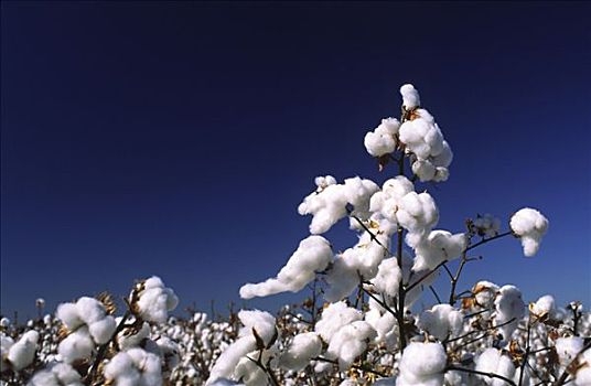 棉花,作物,特写,澳大利亚