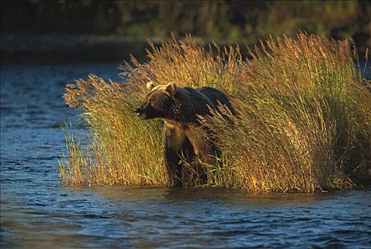 大灰熊,棕熊,母熊,高草,河,秋天,卡特麦国家公园,北美