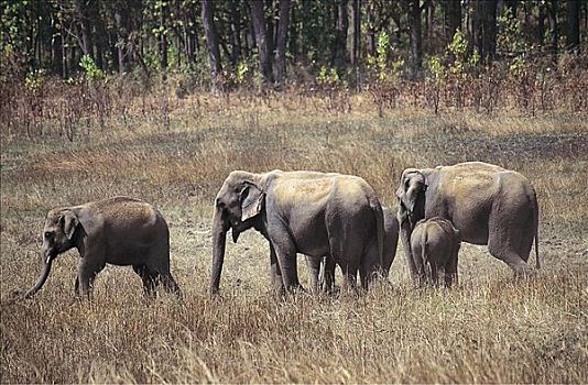 亚洲象,象属,哺乳动物,边缘,树林,遮盖,灰尘,印度,亚洲,动物