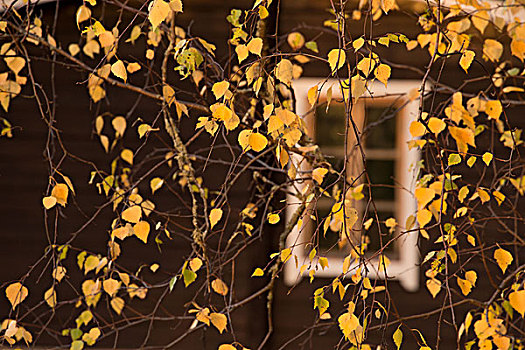 秋天,黄叶,桦树,枝条,暗色,墙壁,窗户,背景