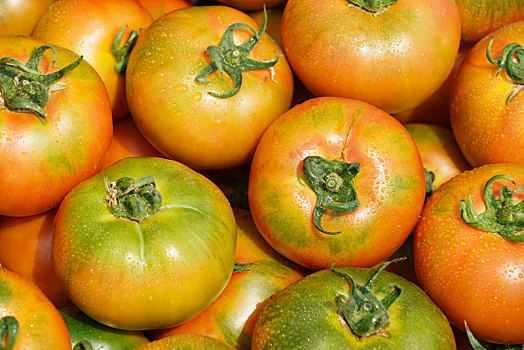 西红柿圣女果大棚保护地栽培