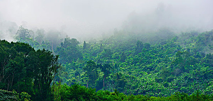 密集,雾,雨林,国家公园,老挝,亚洲