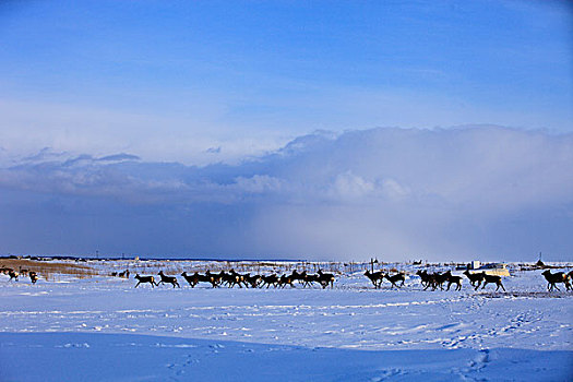 牧群,梅花鹿,冬天