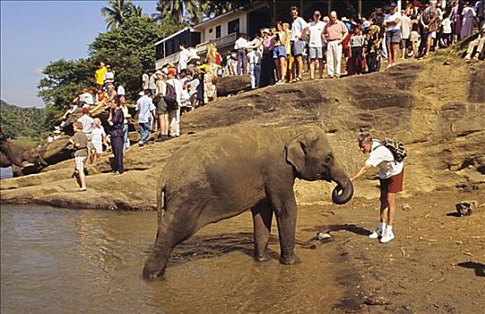 斯里兰卡,游客,爱抚,大象,动物收容院,靠近,糖果,无肖像权