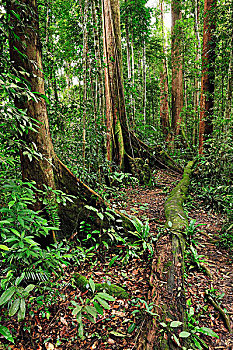 树,古农列尤择国家公园,北方,苏门答腊岛,印度尼西亚