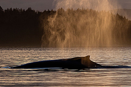 驼背鲸,靠近,岛屿,布劳顿群岛,第一,领土,不列颠哥伦比亚省,加拿大