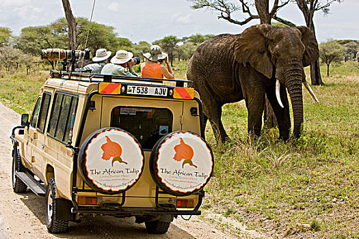 非洲,坦桑尼亚,摄影师,捕获,大象,塔兰吉雷国家公园