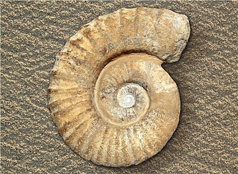 化石,螺旋,蜗牛,石头,古老,石化,壳