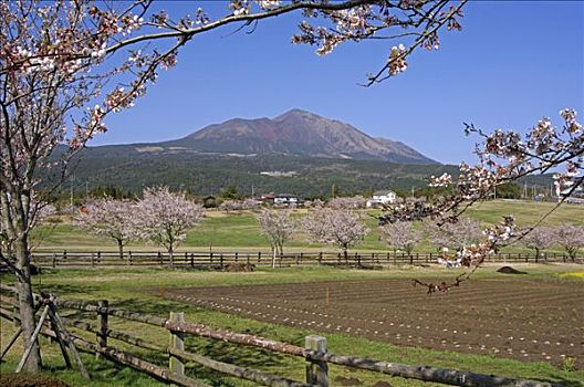 农场,春天,樱桃树,山景