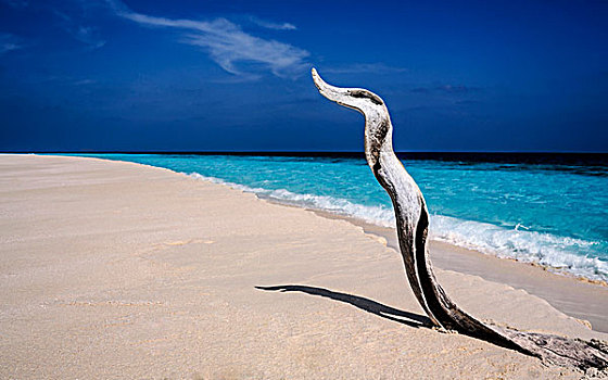 扭曲的,漂流木,热带海滩,随着,绿松石水,马尔代夫,印度洋