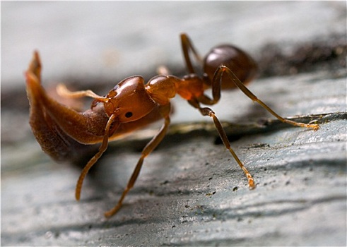 蚂蚁,举起,木头