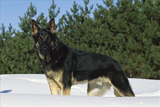 德国牧羊犬,狗,站立,雪中
