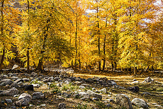 新疆,秋色,树林,黄叶