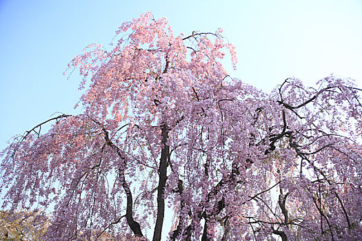 樱花,弘前城