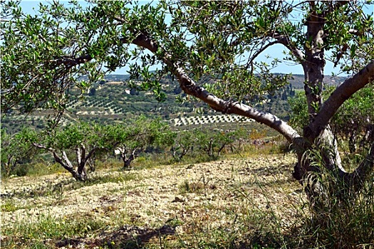 橄榄树,山,克里特岛,希腊