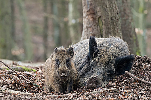 野猪,卧,幼兽,莱茵兰普法尔茨州,德国,欧洲