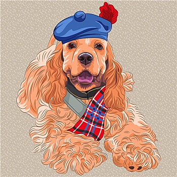 狗,美洲,可卡犬,苏格兰,苏格兰帽