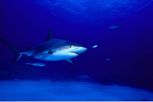 水下视角,加勒比礁鲨
