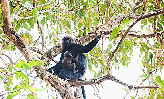 仰视,叶猴,坐,吸吮,佩里亚国家公园,喀拉拉,印度