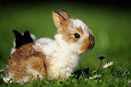 年轻,兔子,草