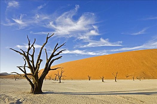 枯木,死亡谷,安静,干燥,白色,粘土,上升,橙色,索苏维来地区,纳米布沙漠,纳米比亚,非洲