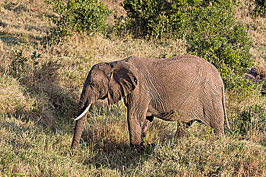非洲象,走,水坑,马赛马拉国家保护区,肯尼亚