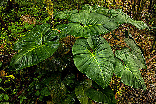 植物,大,叶子,玛努国家公园,秘鲁