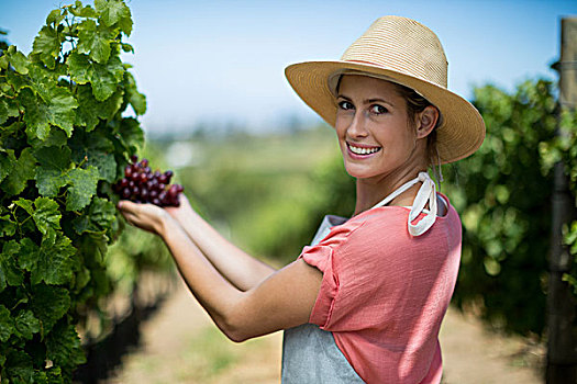 头像,高兴,农民,拿着,红葡萄,女性,葡萄园