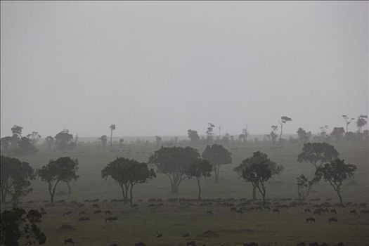 角马,地点,马赛马拉国家保护区,肯尼亚