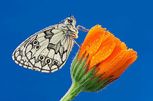 白蝴蝶,栖息,橙花,巴伐利亚,德国