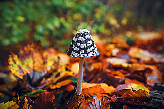 蘑菇,秋天,站立,树林,彩色,秋叶,黄色,橙色