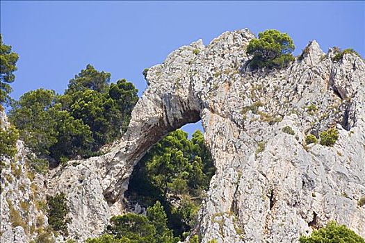 仰视,树,靠近,岩石构造,卡普里岛,坎帕尼亚区,意大利