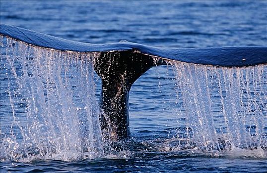 驼背鲸,大翅鲸属,鲸鱼,潜水,展示,鲸尾叶突,阿拉斯加,北美