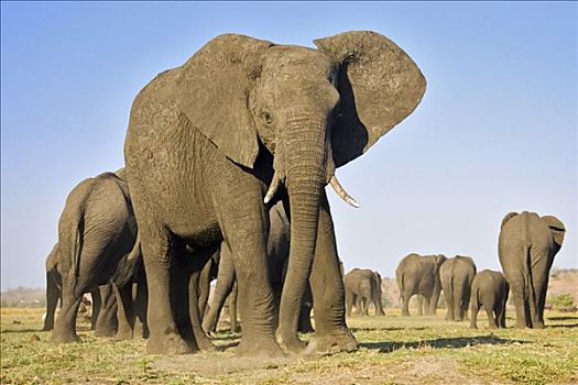 非洲,灌木,大象,非洲象,乔贝国家公园,博茨瓦纳