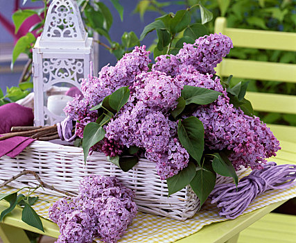 紫色,丁香花,丁香,白色,编织物,篮子,桌上