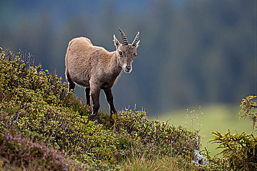 阿尔卑斯野山羊,羱羊,幼兽,站立,斜坡,阿尔卑斯山,伯恩高地,瑞士,欧洲