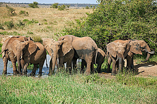 肯尼亚,西察沃国家公园,小,喝,水坑