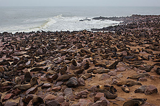 岬角毛海豹,毛海狮,生物群,克罗斯角,骷髅海岸,纳米布沙漠,纳米比亚