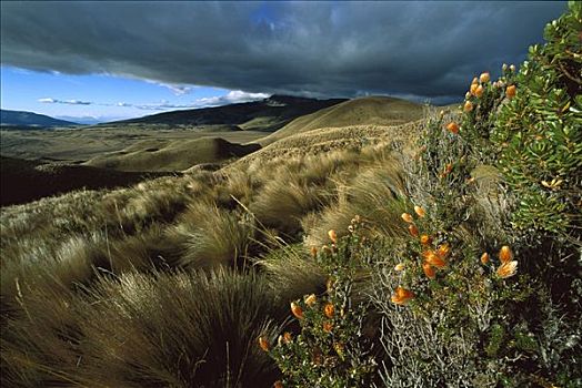 草,针茅属,高,安第斯,高原,高处,重,天气,国家公园,厄瓜多尔