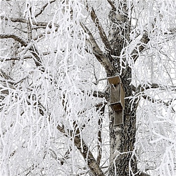 鸟舍,雪,树