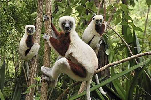 马达加斯加狐猴,三个,树,国家公园,马达加斯加