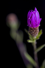 黑矢车菊图片