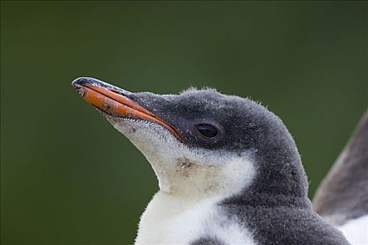 巴布亚企鹅,2-3岁,星期,老,幼禽,黄金,港口,南乔治亚